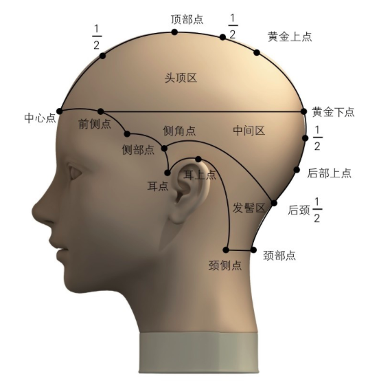 头各部位的名称图解图片